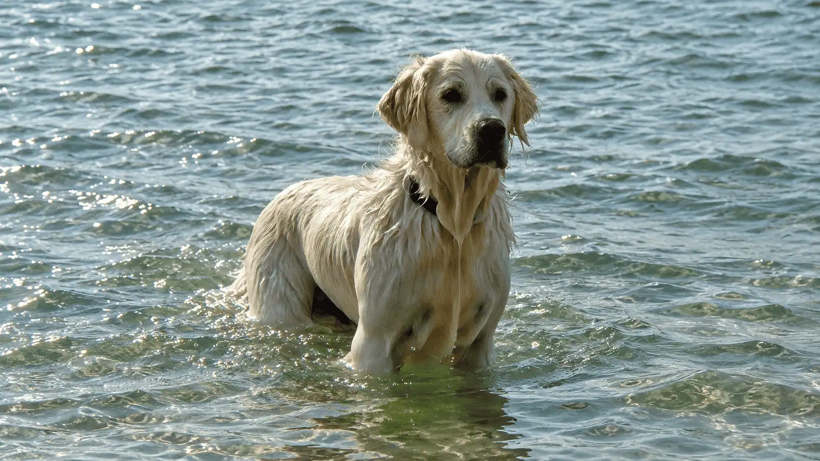 Activités avec un chien Golden Retriever en extérieur et à l'eau
