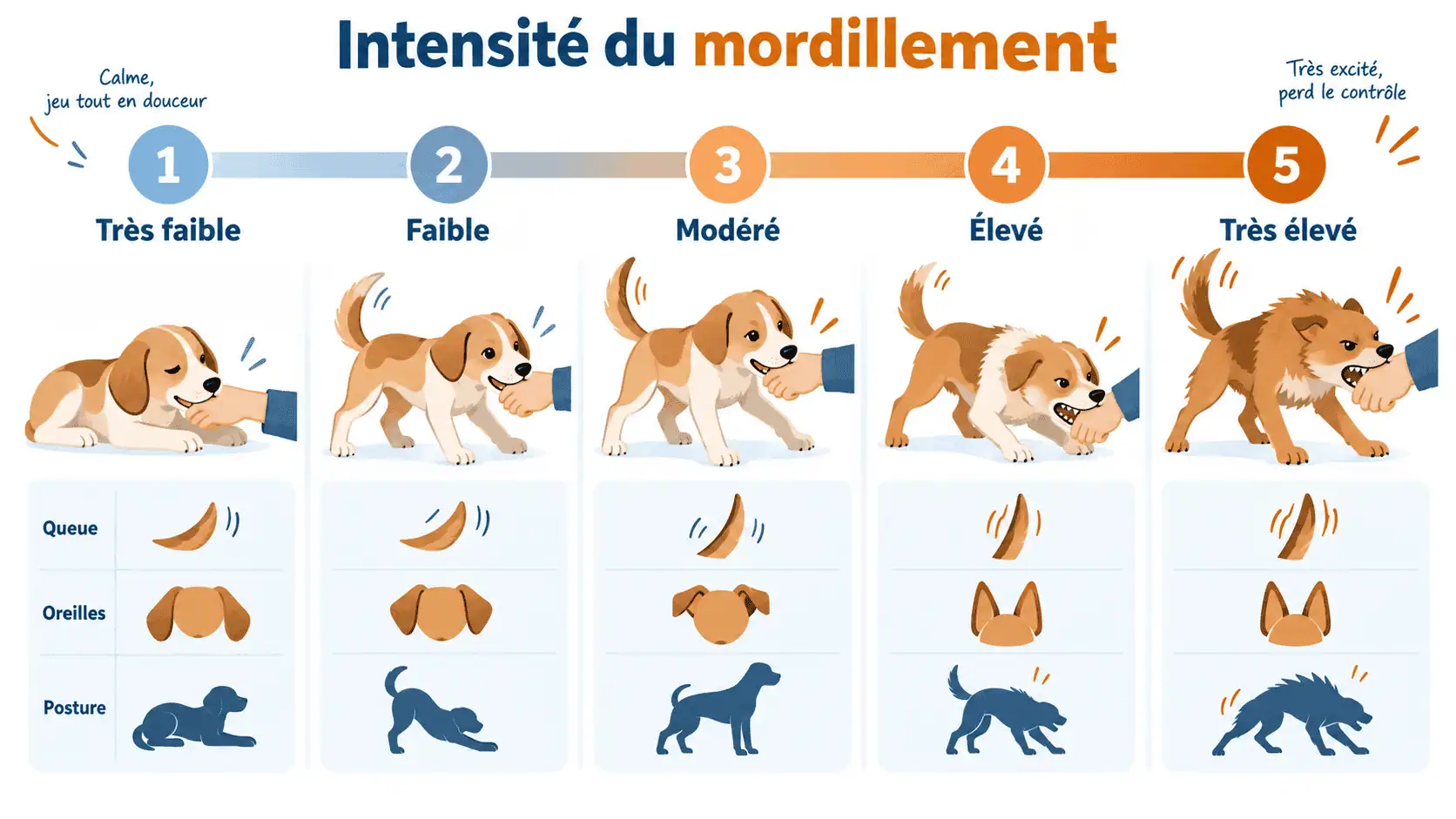 Langage corporel du chien adulte qui mordille, signification et intensité
