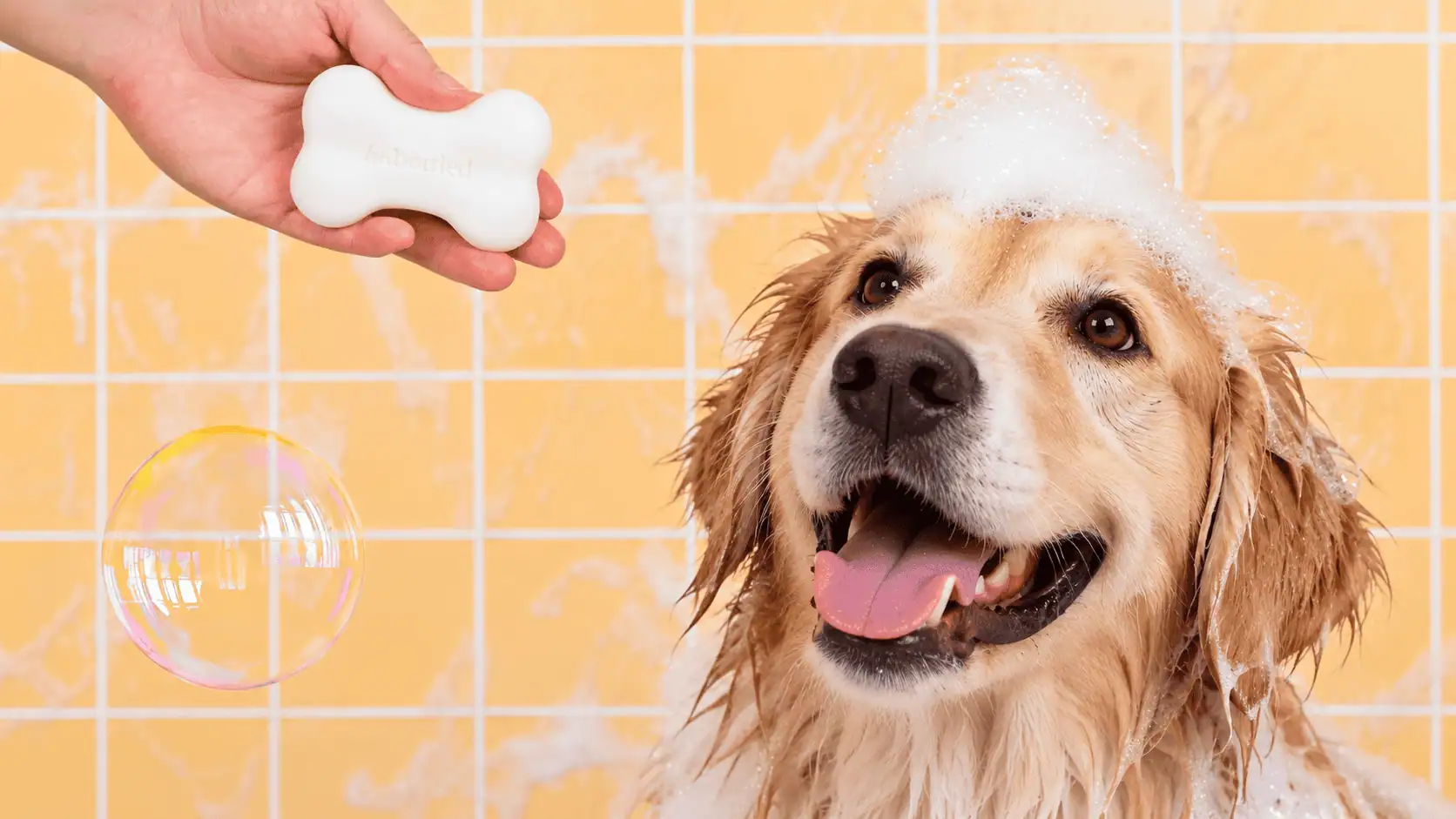 shampoing pour chien Unbottled testé sur un Golden retriever
