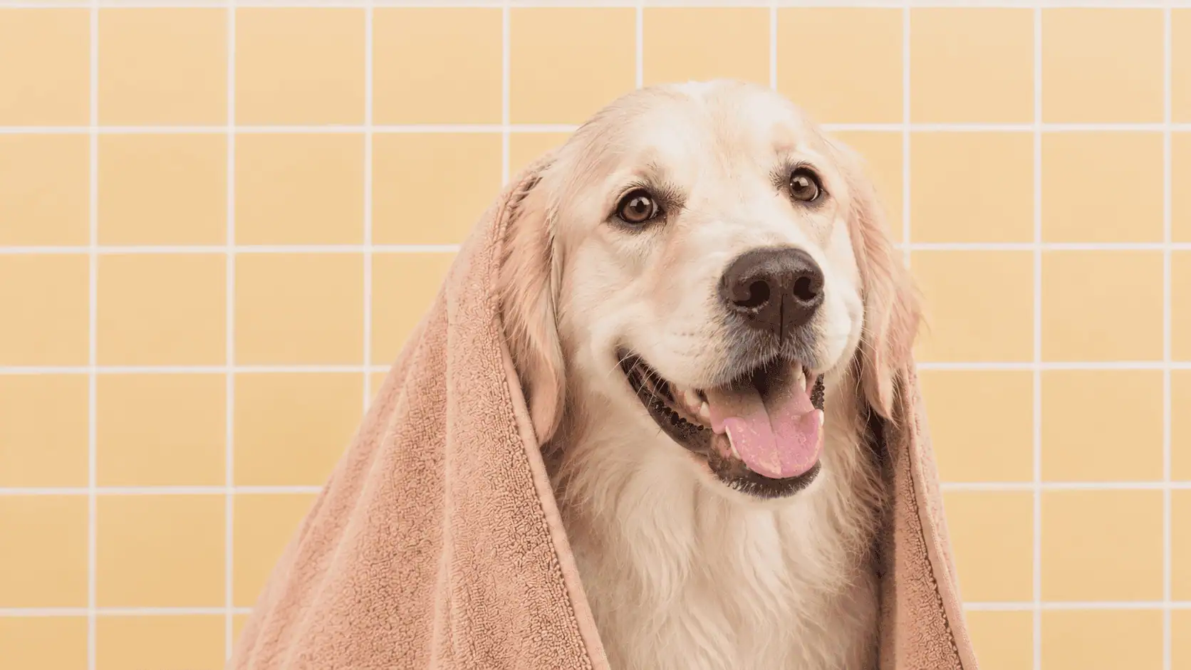 sommaire avis shampoing pour chien Unbottled