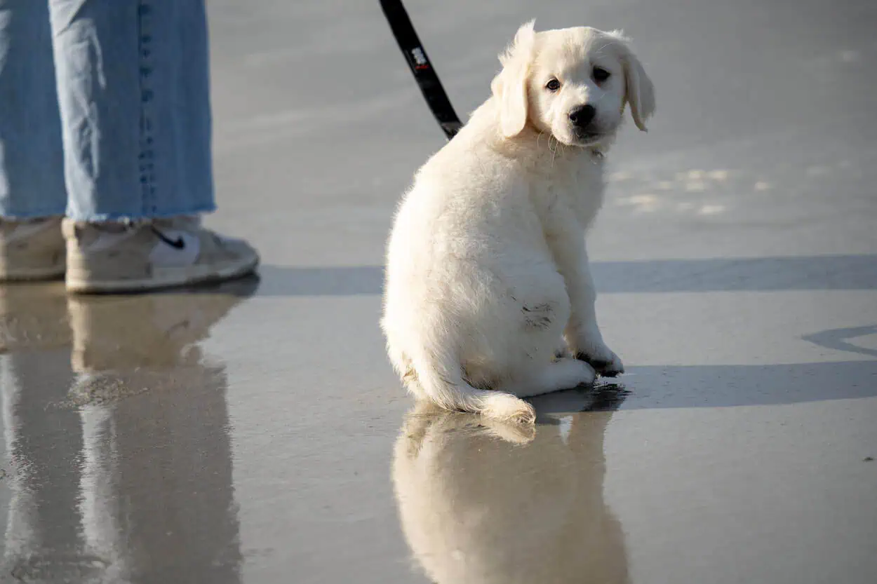 Tempérament du Golden Retriever et pourquoi prendre un Golden Retriever