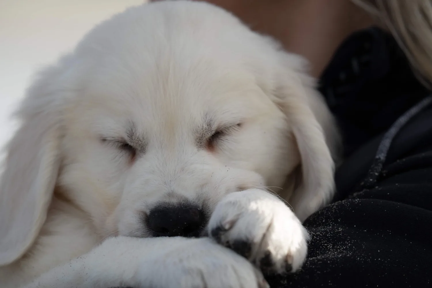 Chiot Golden Retriever endormi sur l'épaule de sa maîtresse