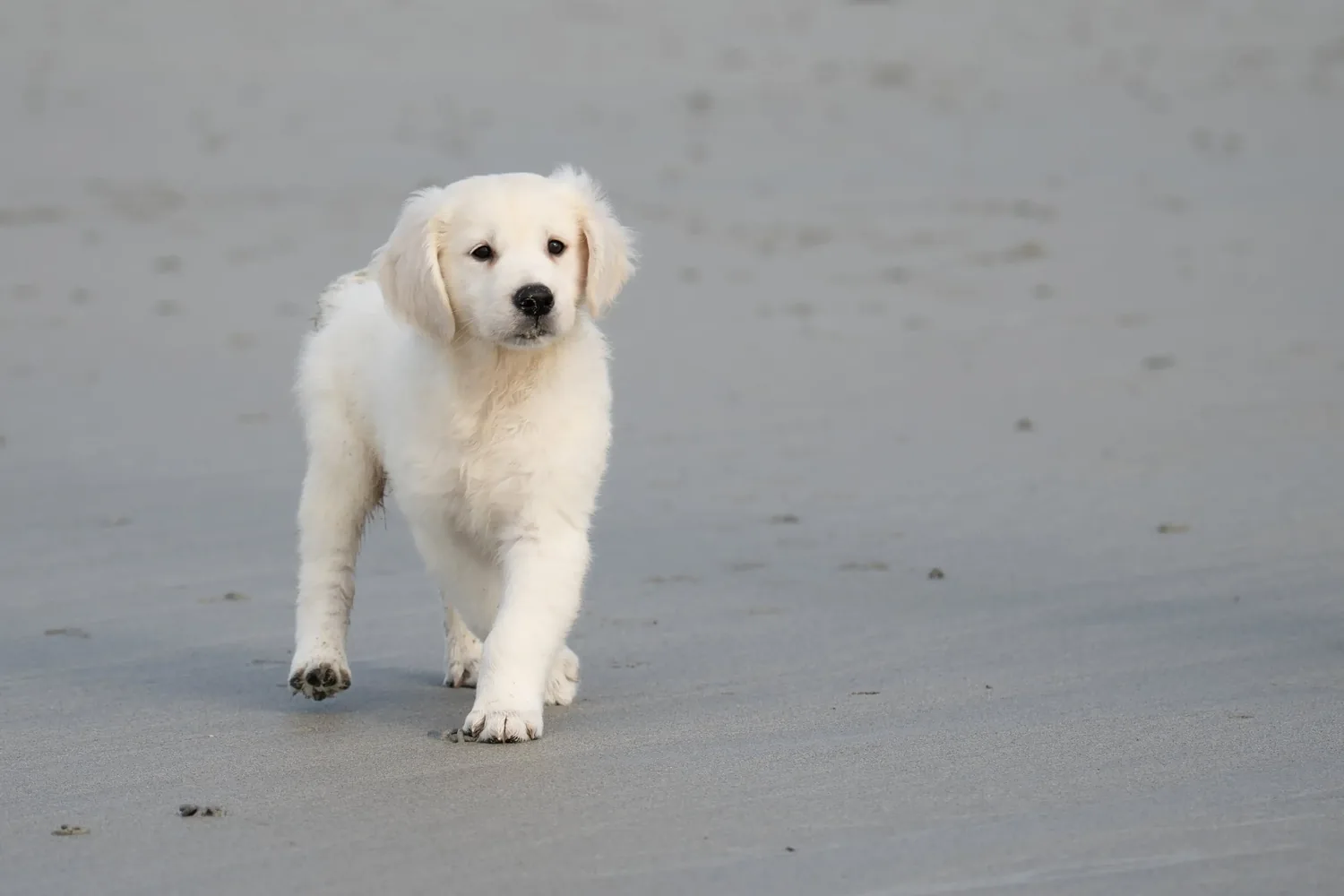 Chiot Golden Retriever se promenant sur la plage