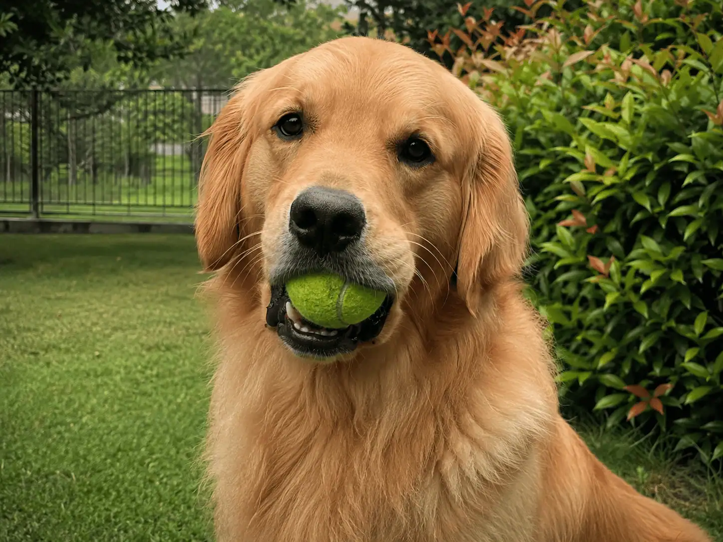 Golden avec une balle de tennis dans la gueule