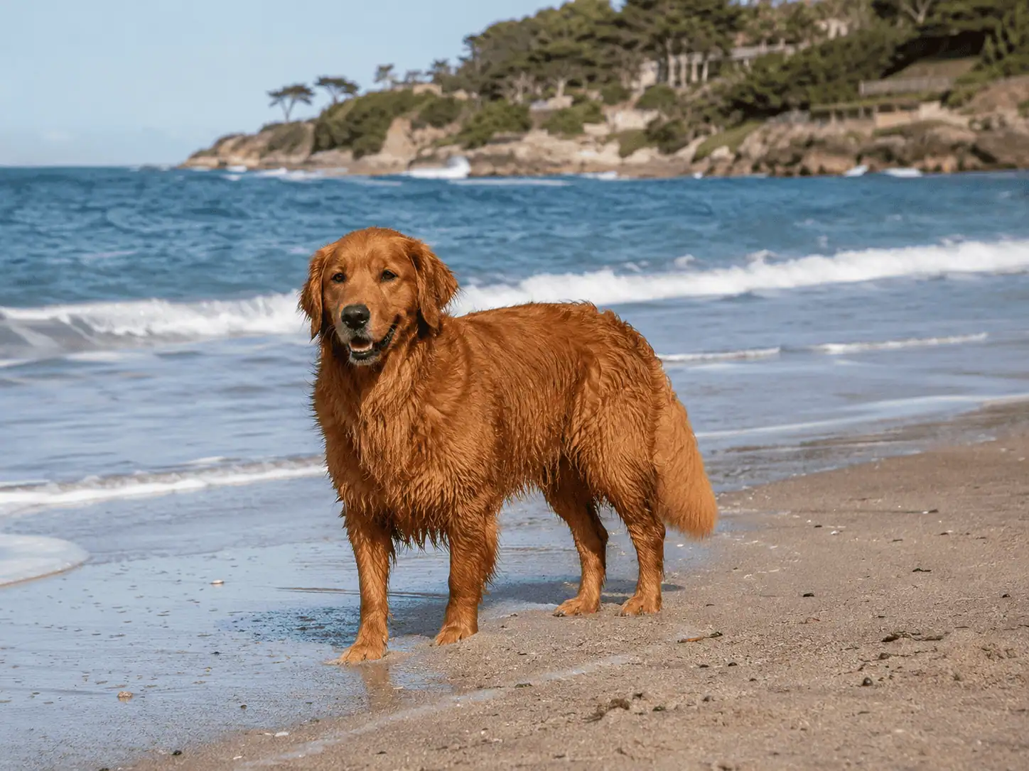 Golden Retriever de couleur Doré Foncé