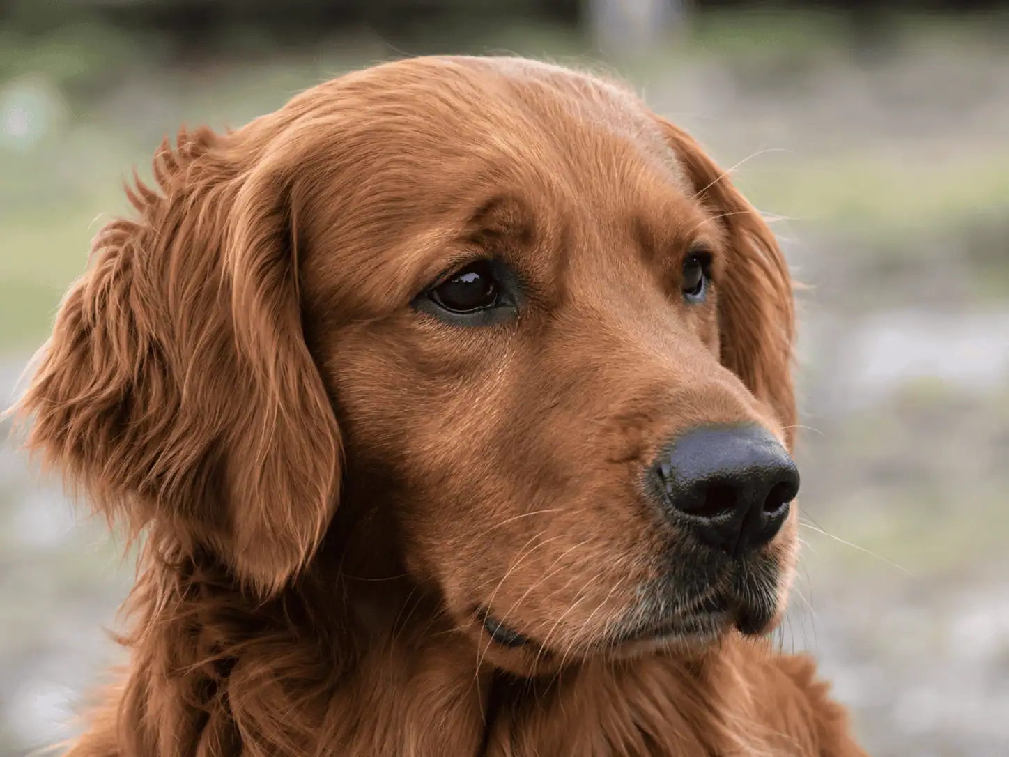 Golden Retriever de couleur Roux / Acajou