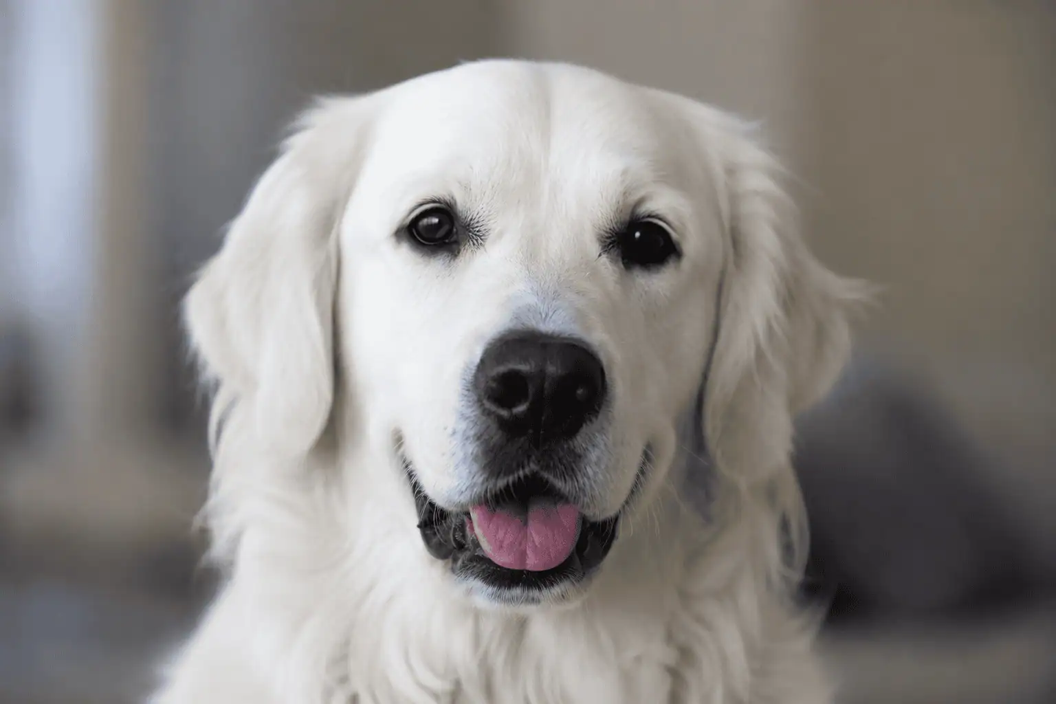 Golden Retriever de couleur Sable
