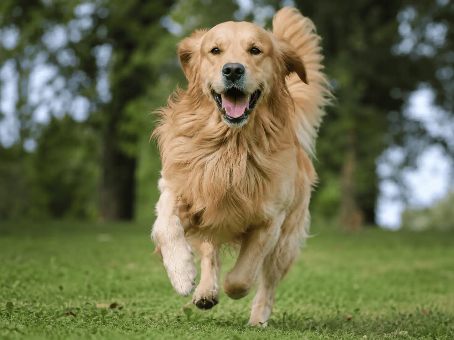 Golden retriever courant dans un jardin