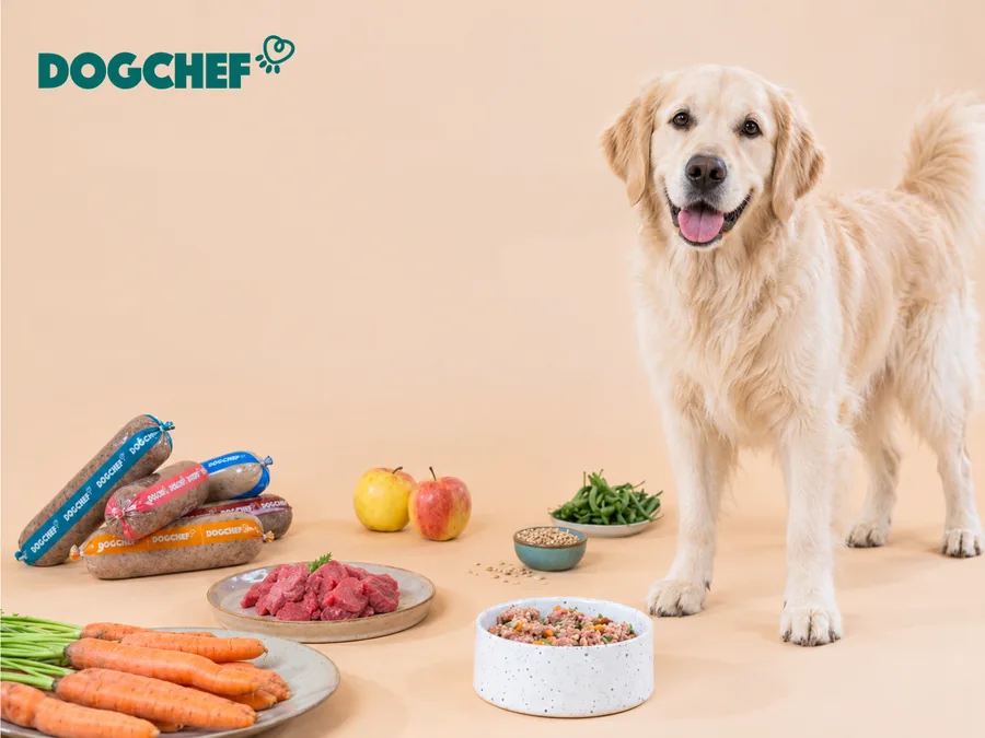 Golden Retriever crème à côté de repas frais DogChef et de légumes