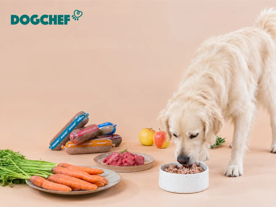 Golden Retriever mangeant un repas frais DogChef dans sa gamelle