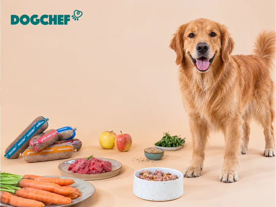 Golden Retriever devant une gamelle de repas frais DogChef